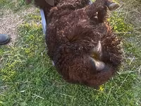 Domba jantan, Katum sheep — foto 6