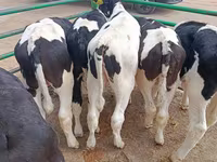 Taureau, Race Holstein — photo 4