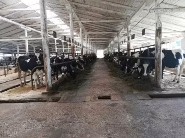 Kuh, Swiss cattle