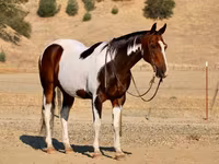 Cheval, National Show Horse — photo 6