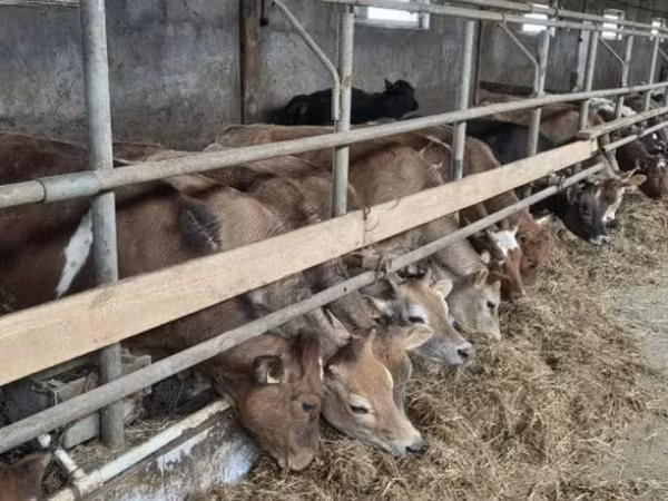 Sapi, Holstein breed