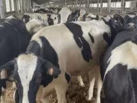 Kuh, Holstein-Rasse — Foto 5