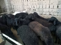 Ram, Sheep — photo 5