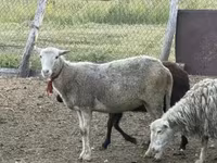 भेड़, Kuibyshev sheep — फ़ोटो 6