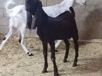 Kambing betina, Kamori goats — foto 4