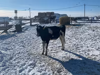 雌牛, Russian Black pied cattle — 写真 3