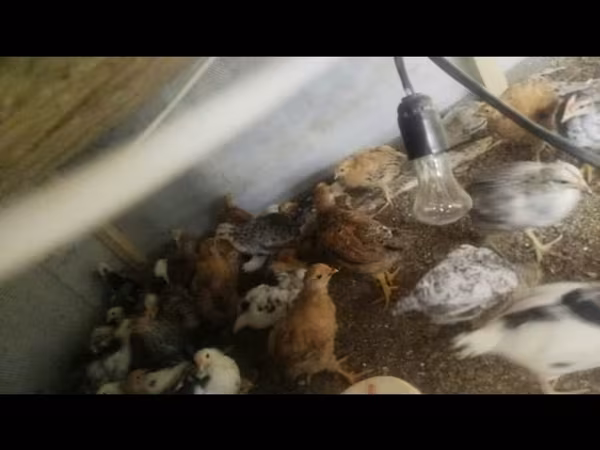 Chickens