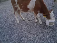 Banteng, Swiss cattle — foto 6