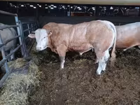 雄牛, Blonde d’Aquitane cattle — 写真 4