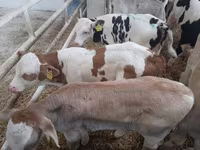Banteng, Simmental cattle — foto 2