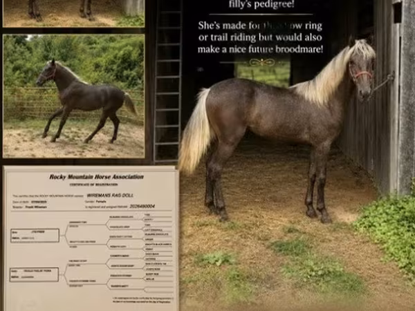 Stute, Rocky Mountain Horse