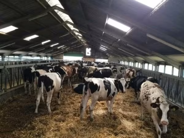 Vaca, Russian Black pied cattle