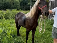 घोड़ी, Rocky Mountain Horse — फ़ोटो 5