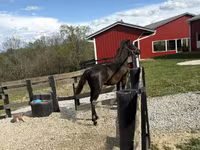 Hengst, Rocky Mountain Horse — Foto 7