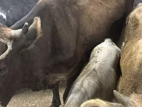 Vache, Ukrainian Brown Dairy Cattle — photo 1