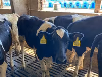 Banteng, Holstein breed — foto 4