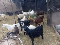 Kambing jantan, Pomellata goat — foto 2