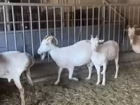 Kambing betina, Pomellata goat — foto 4