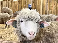 Carnero, Kuibyshev sheep — foto 3