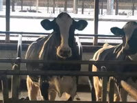 Cow, Simmental cattle — photo 1