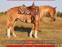 Kuda jantan, Gypsy horse — foto 1