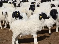 Widder, Precoce sheep — Foto 4