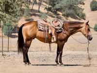 Cheval, Quarter Horse — photo 6