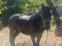 Caballo, French Trotter — foto 2