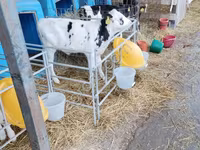 Toro, Raza Holstein — foto 8