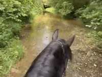 Stute, Przewalski's horse — Foto 4
