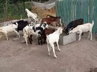 Kambing jantan, Pomellata goat — foto 4