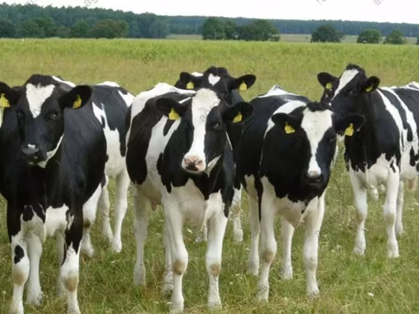 Sapi, Holstein breed