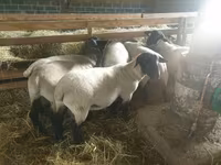 Domba betina, Baerchuke sheep — foto 1