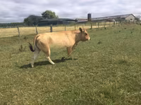 Sapi, Partenaise cattle — foto 3