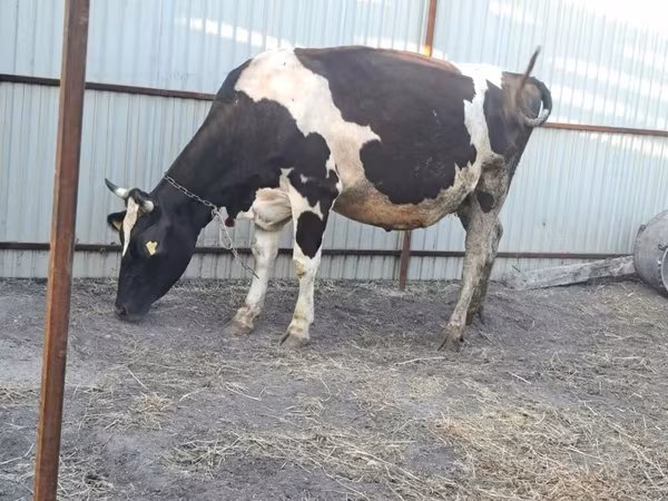 Holstein breed