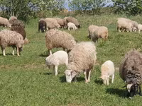 Domba betina, Katum sheep — foto 5