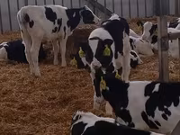 Toro, Raza Holstein — foto 5