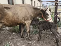 بقرة, Simmental cattle — الصورة 2