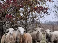 Domba jantan, Katum sheep — foto 7