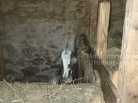 Cabra, Alpine goat — foto 4