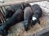 Carnero, Rhon sheep — foto 1