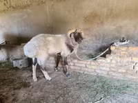 Ram, Rhon sheep — photo 4