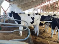Cow, Simmental cattle — photo 5