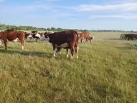 Kuh, Latvian Blue cattle — Foto 2