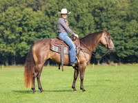 घोड़ा, Quarter Horse — फ़ोटो 2
