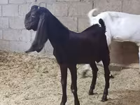 Kambing betina, Kamori goats — foto 5
