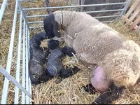 Widder, Dorper sheep — Foto 4
