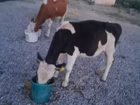 Banteng, Swiss cattle — foto 5