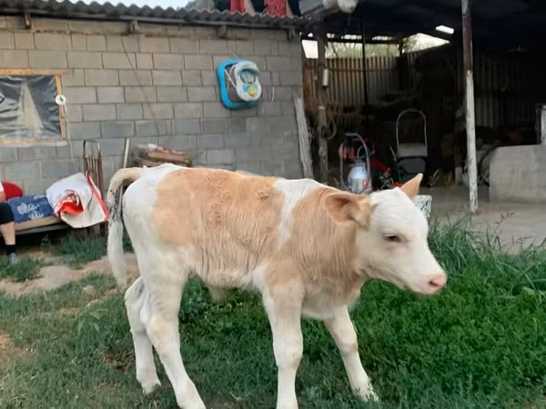 Banteng, Montbéliarde