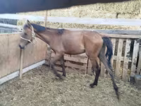 Hengst, French Trotter — Foto 2
